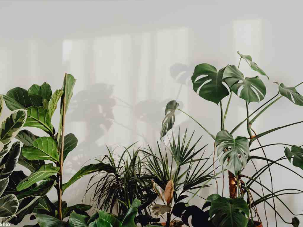 Green Houseplants Against White Wall