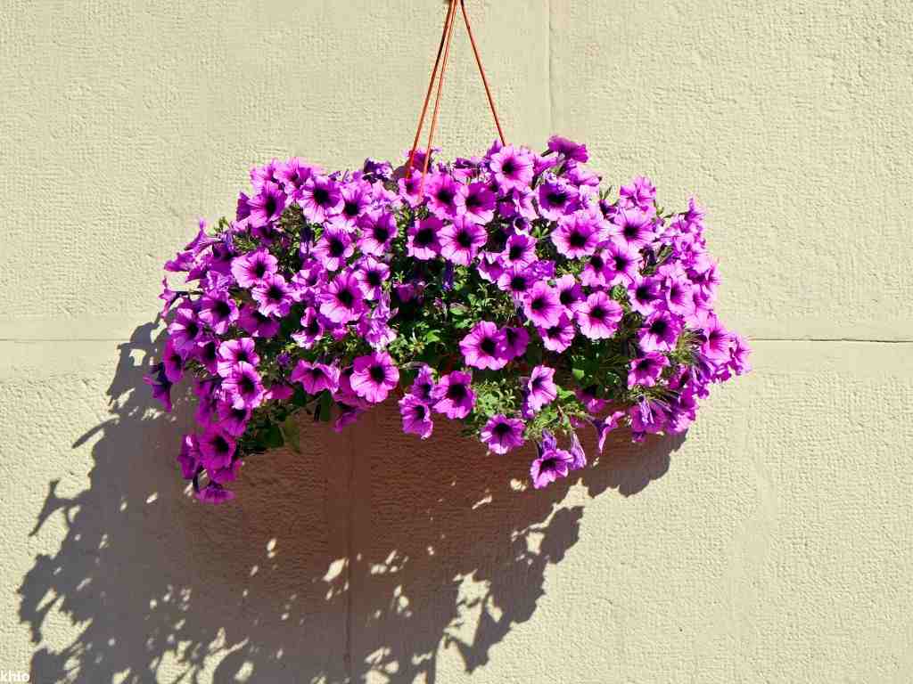 Hanging petunia flowering plant