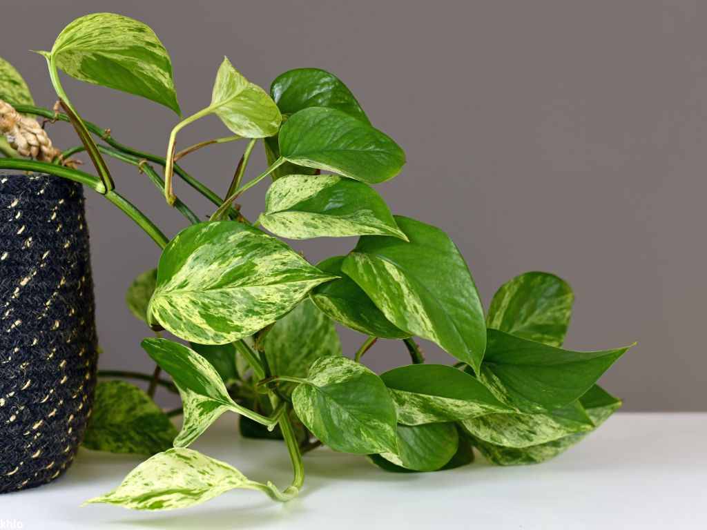 Marble Queen Pothos foliage houseplant