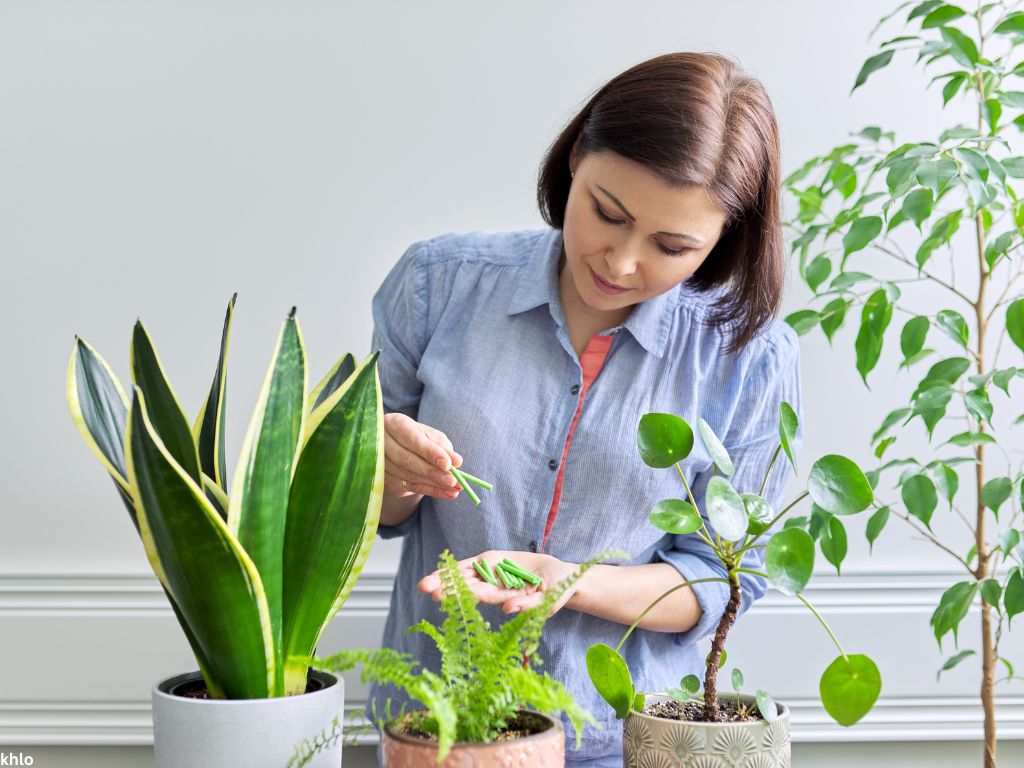 Mineral fertilizers in the form of sticks. Female fertilizing indoor potted plants