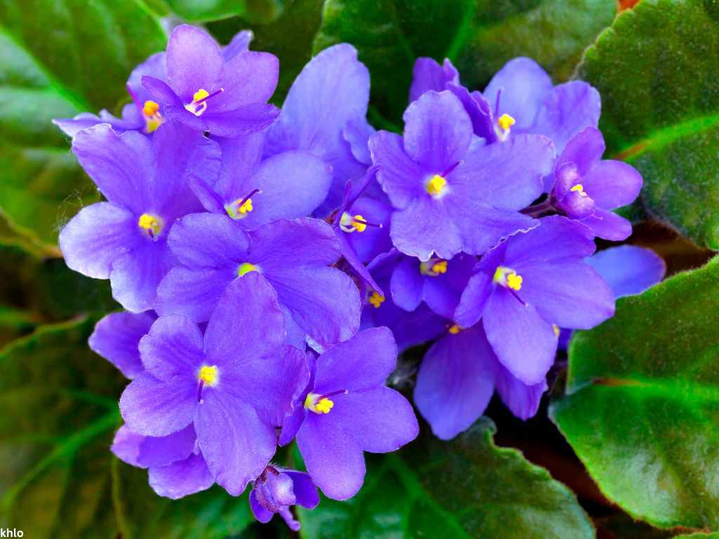 a flowered African Violet indoor plant