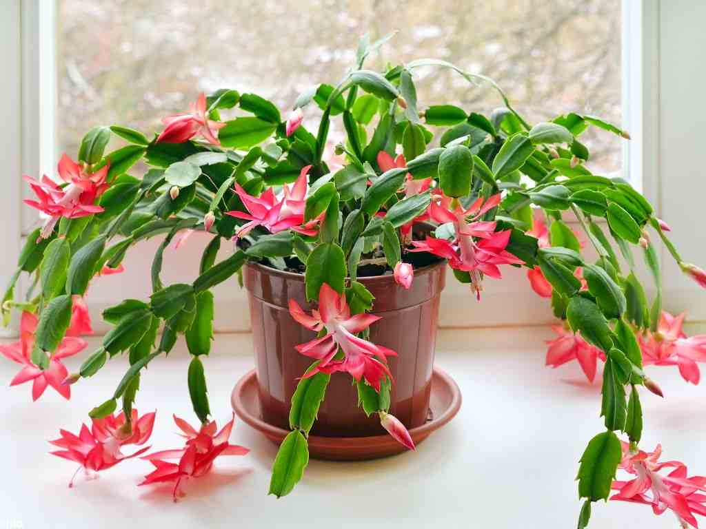 a flowering Christmas cactus indoor plant