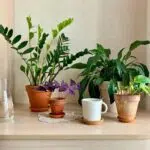 air-purifying houseplants on the table