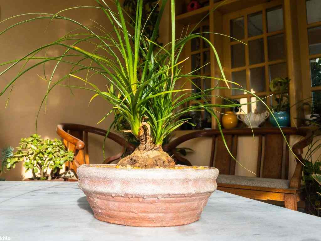 closeup of a ponytail palm plant