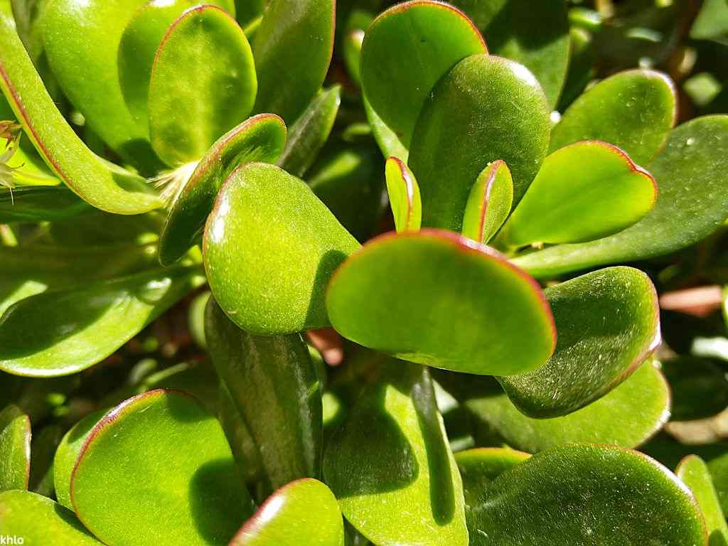 closeup shot of a drought-resistant jade plant