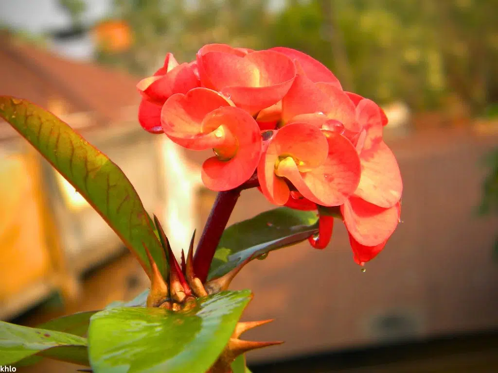 crown of thorns flowering indoor plant