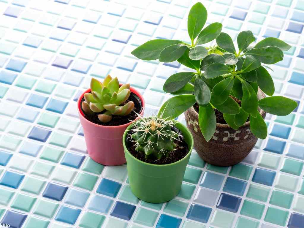 indoor interior image with foliage houseplants