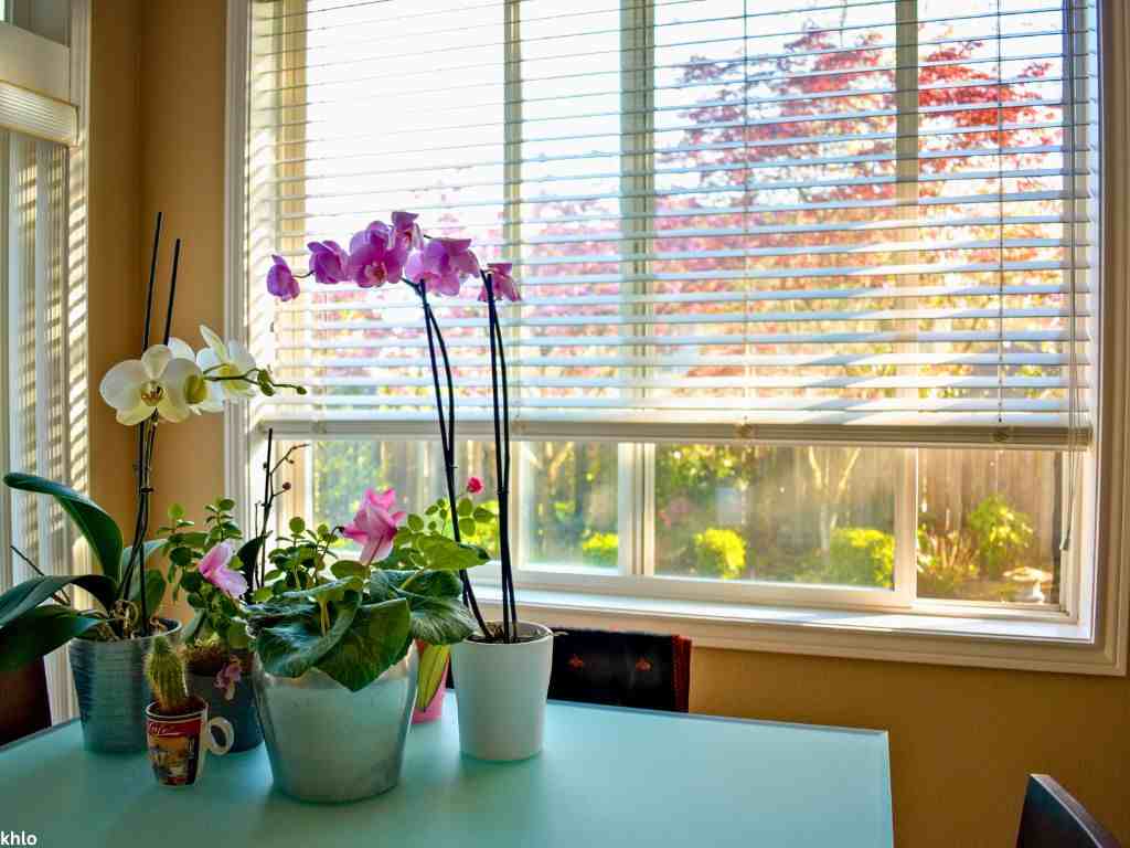 indoor potted flowering plants near a sunny window