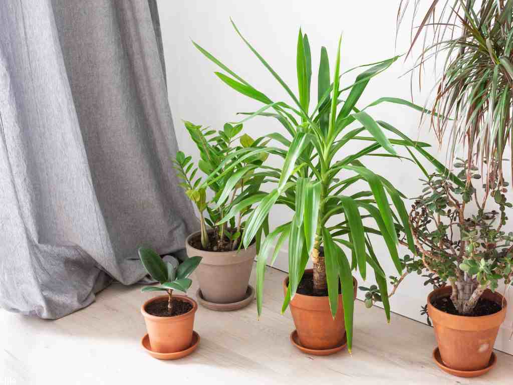 leafy green yucca aloifolia and ficus flower