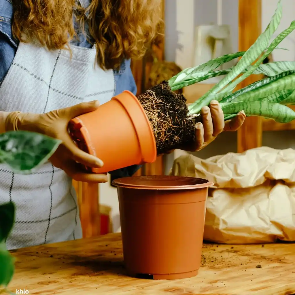 houseplant transplanting to easen thechances of pests infestation
