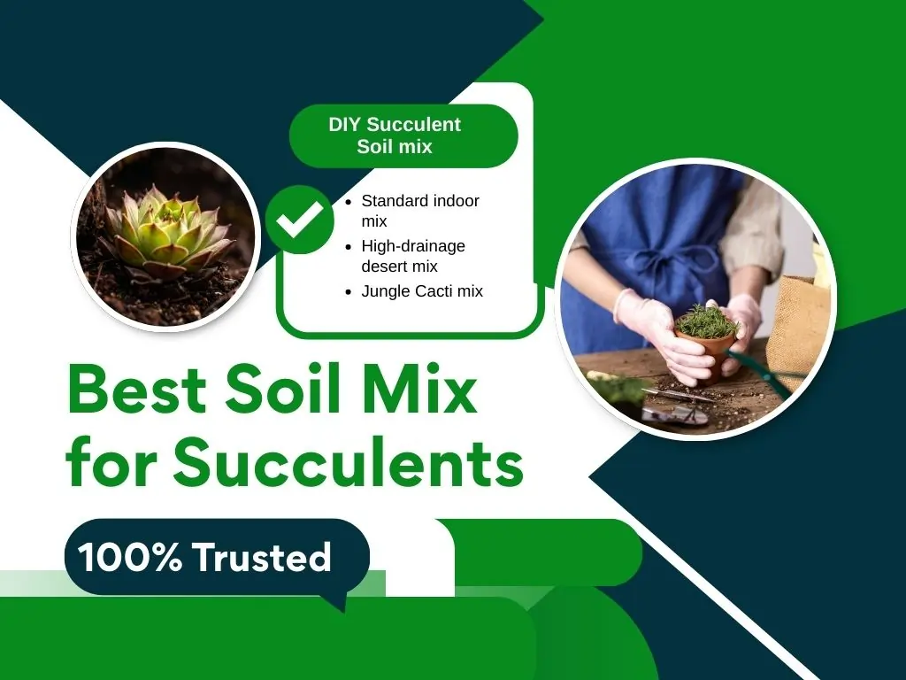 Best Soil Mix for Succulents - Khlorifica Blog